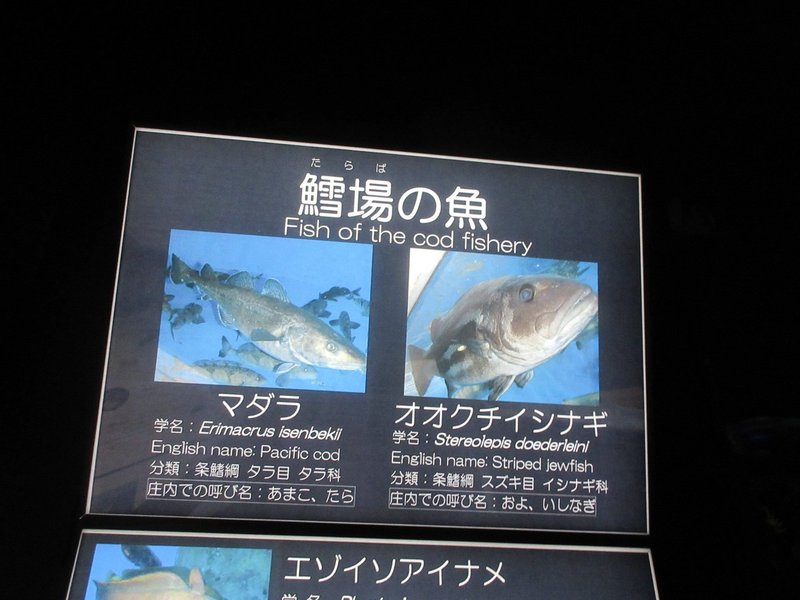 園館等訪問ルポ おいしさのローカリティを活きたまま魅せる 鶴岡市立加茂水族館 庄内の淡水魚 海水魚 山形県鶴岡市 おらんうーたんになりたい Note 園館等訪問ルポ おいしさのローカリティを活きたまま魅せる 鶴岡市立加茂水族館 庄内の淡水魚 海水魚 山形県鶴岡市 おらんうーたんになりたい Note
