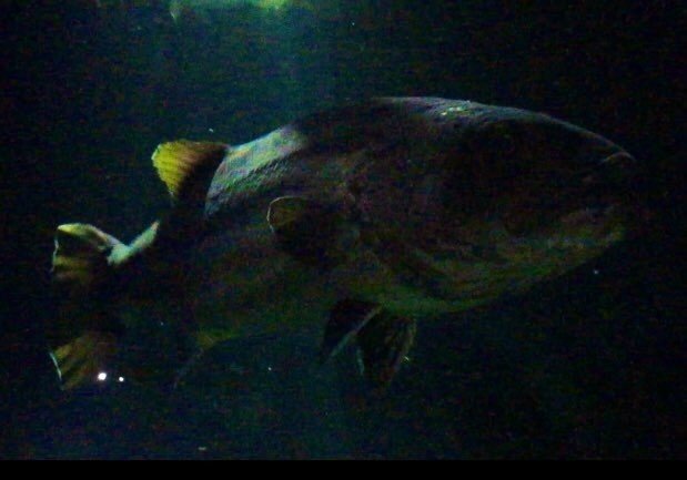 園館等訪問ルポ おいしさのローカリティを活きたまま魅せる 鶴岡市立加茂水族館 庄内の淡水魚 海水魚 山形県鶴岡市 おらんうーたんになりたい Note