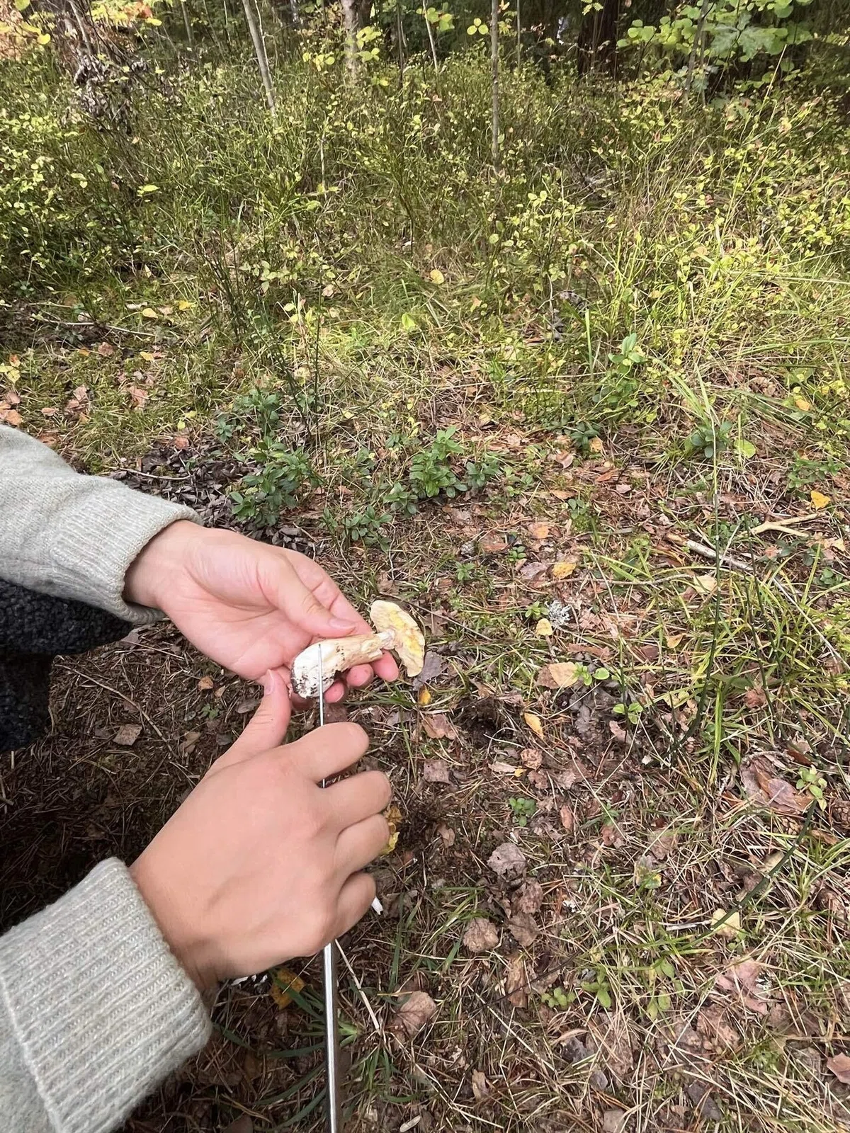 自然に生えるキノコをしとめる🍄【北欧の秋】|🌱スウェーデン留学記