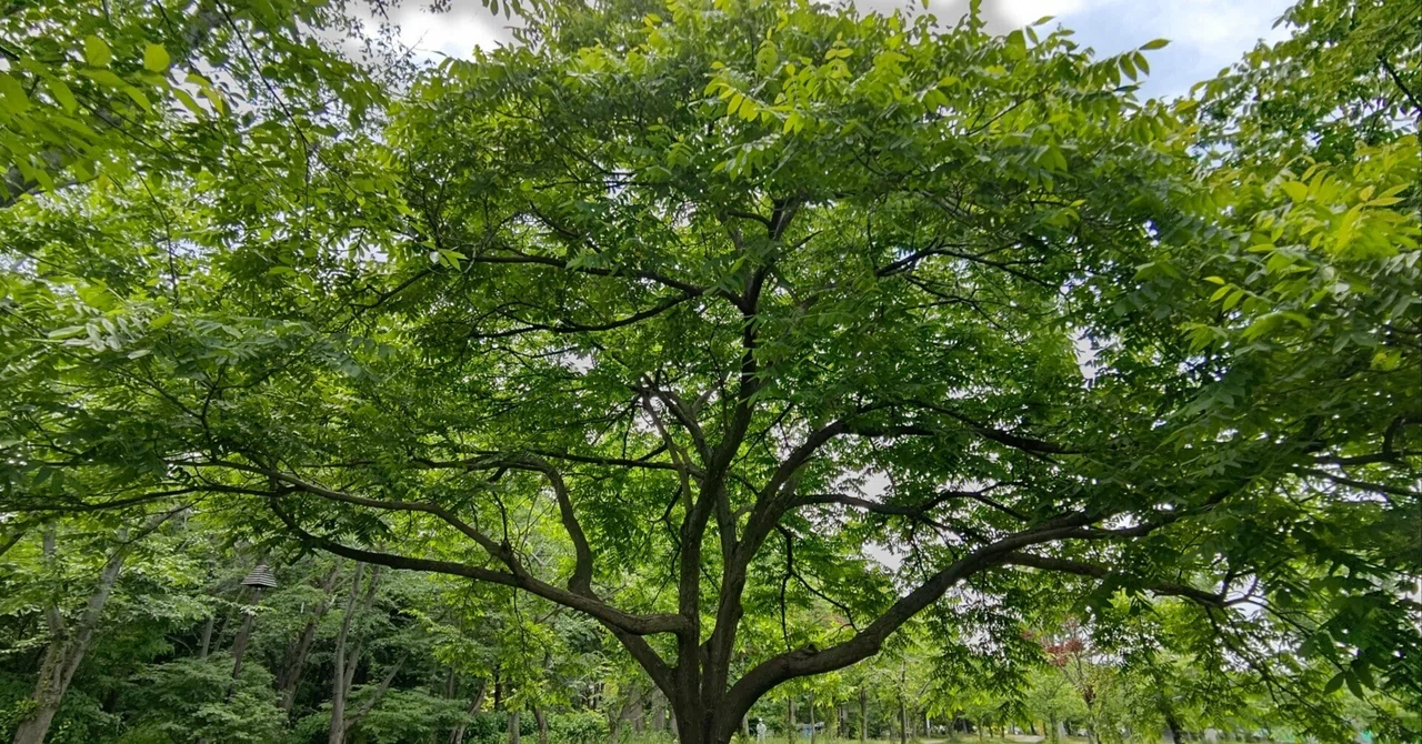 Just touching a tree can help you reset: A story about earthing in the ...