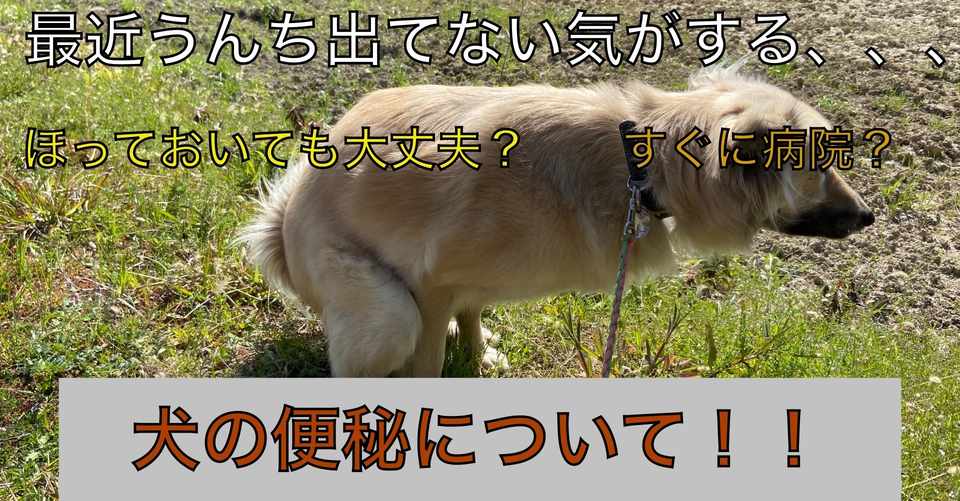 犬の便秘 ドッグライフサポーター 獅子パパ Note