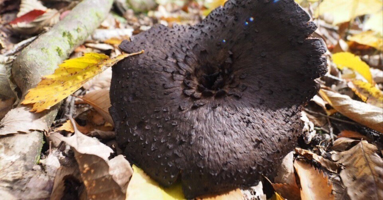 幻のキノコへ ｜八須友磨