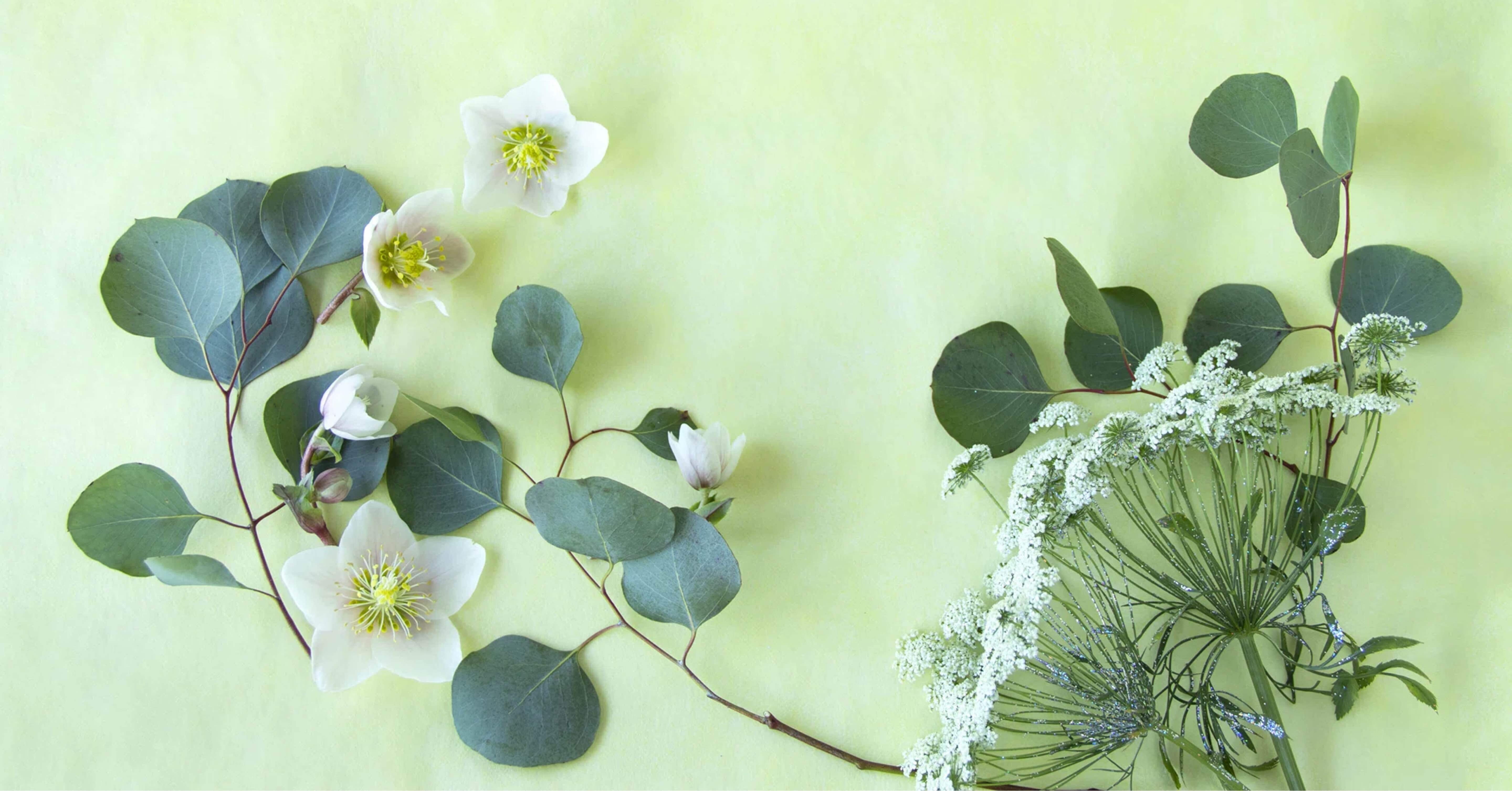 11月7日の誕生花 _ 「ユーカリ」が語る、癒しと新たな希望｜慧恭 道彦