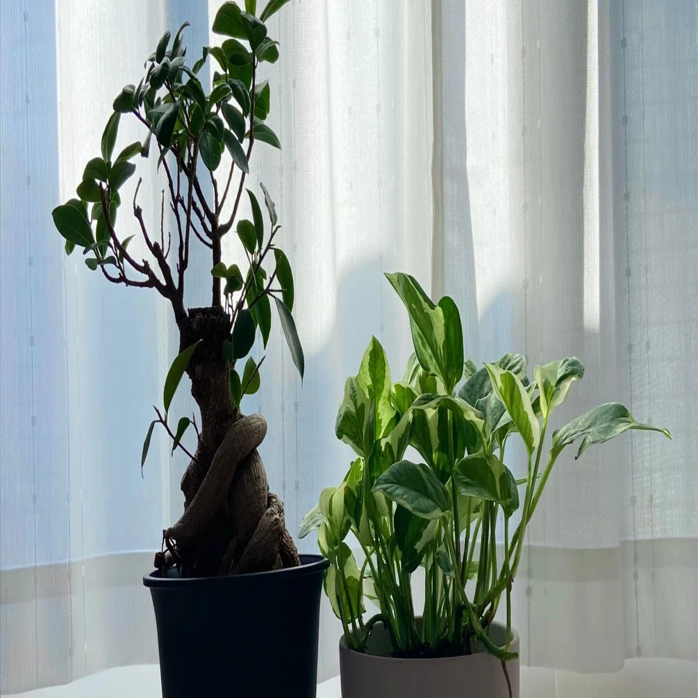 ポトス・エンジョイとかいう楽しそうな観葉植物を買った｜たけのこ 