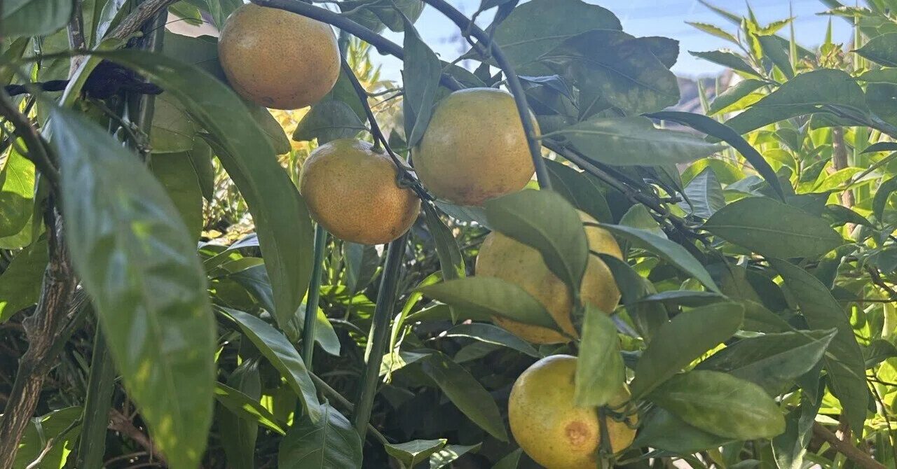Mandarin Oranges on the Veranda｜TOMITA Yoko