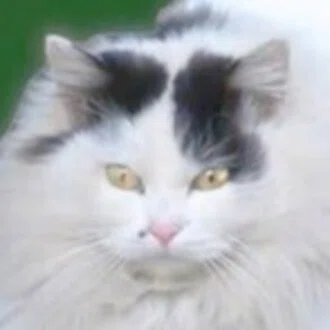 ニャウットさん🐈