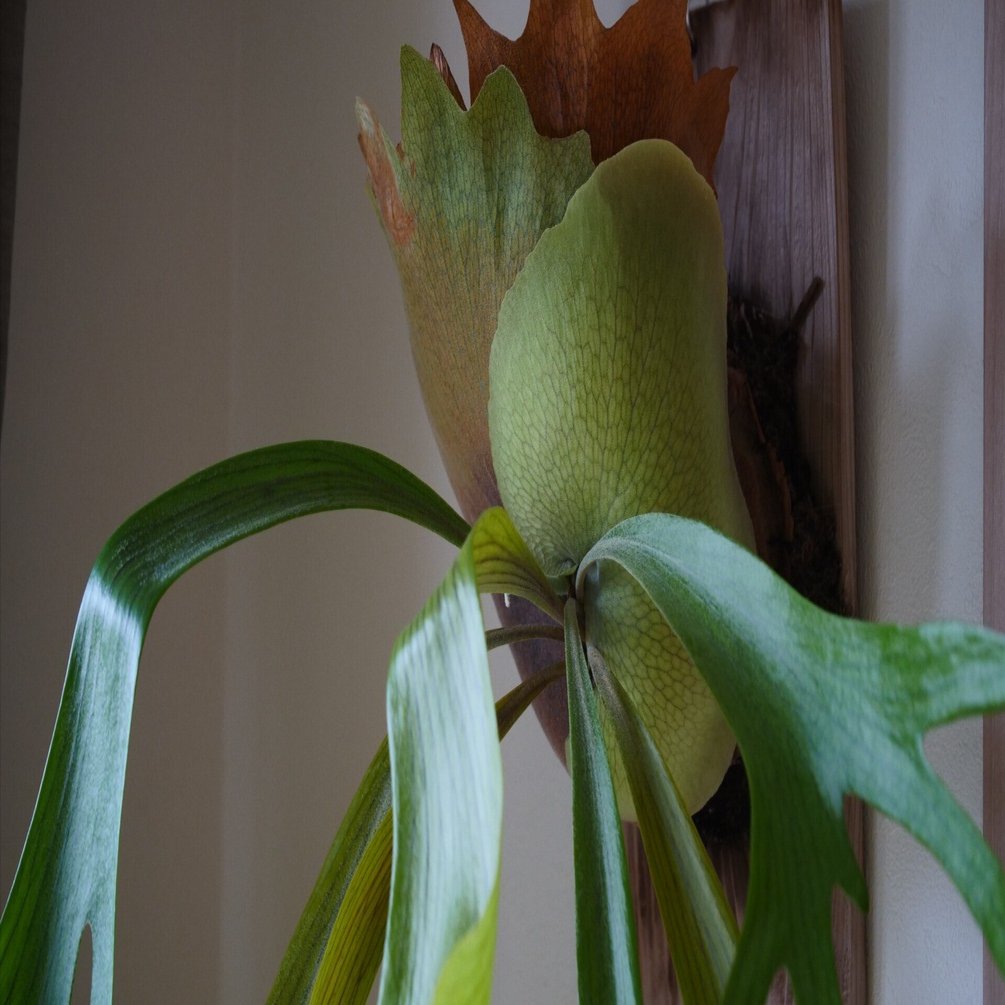 我が家のビカクシダ、ついに完成形へ | 4年間の成長記録｜note ワタナベ