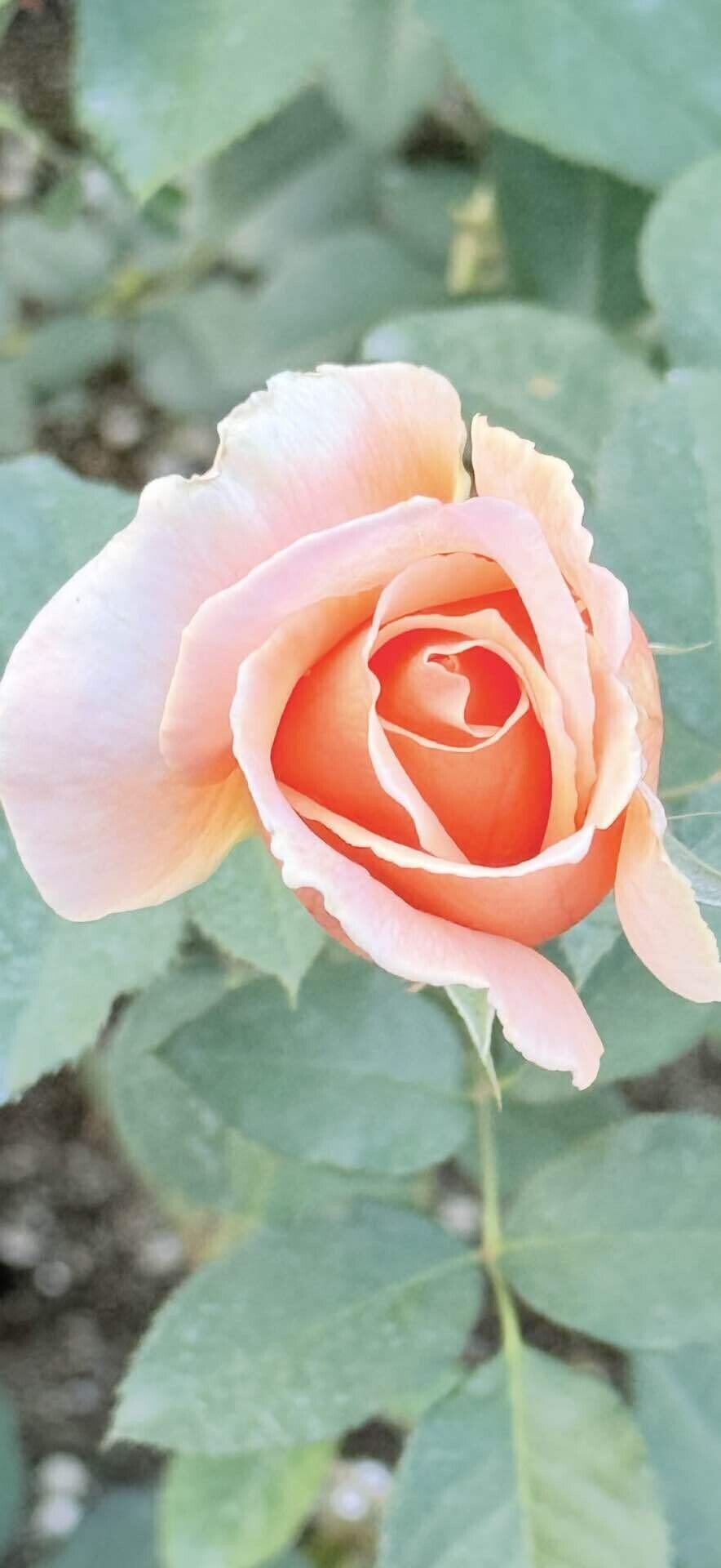 ジャストジョーイ 20世紀後半を代表する本作、世界バラ協会『殿堂入