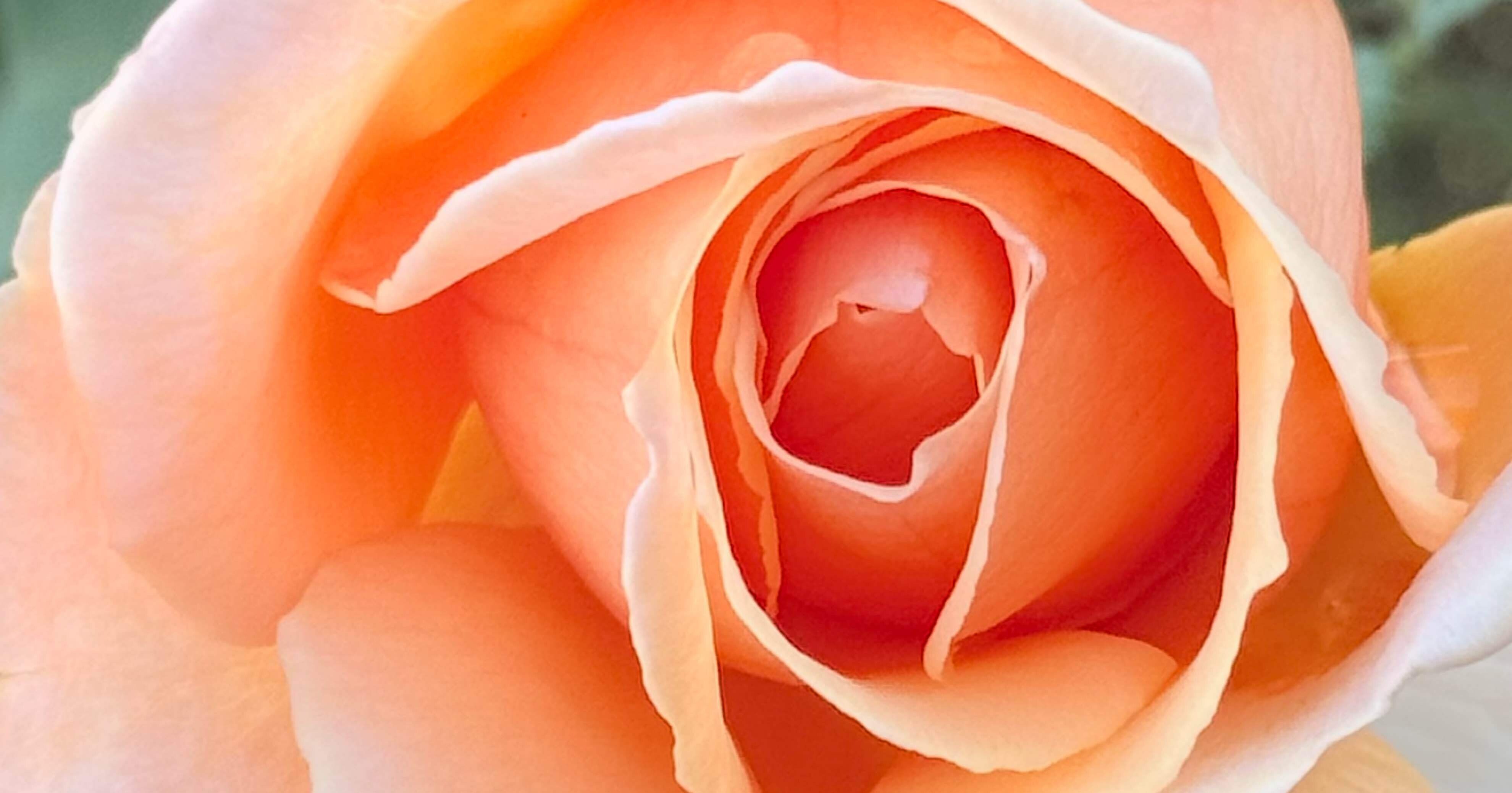 ジャストジョーイ 20世紀後半を代表する本作、世界バラ協会『殿堂入