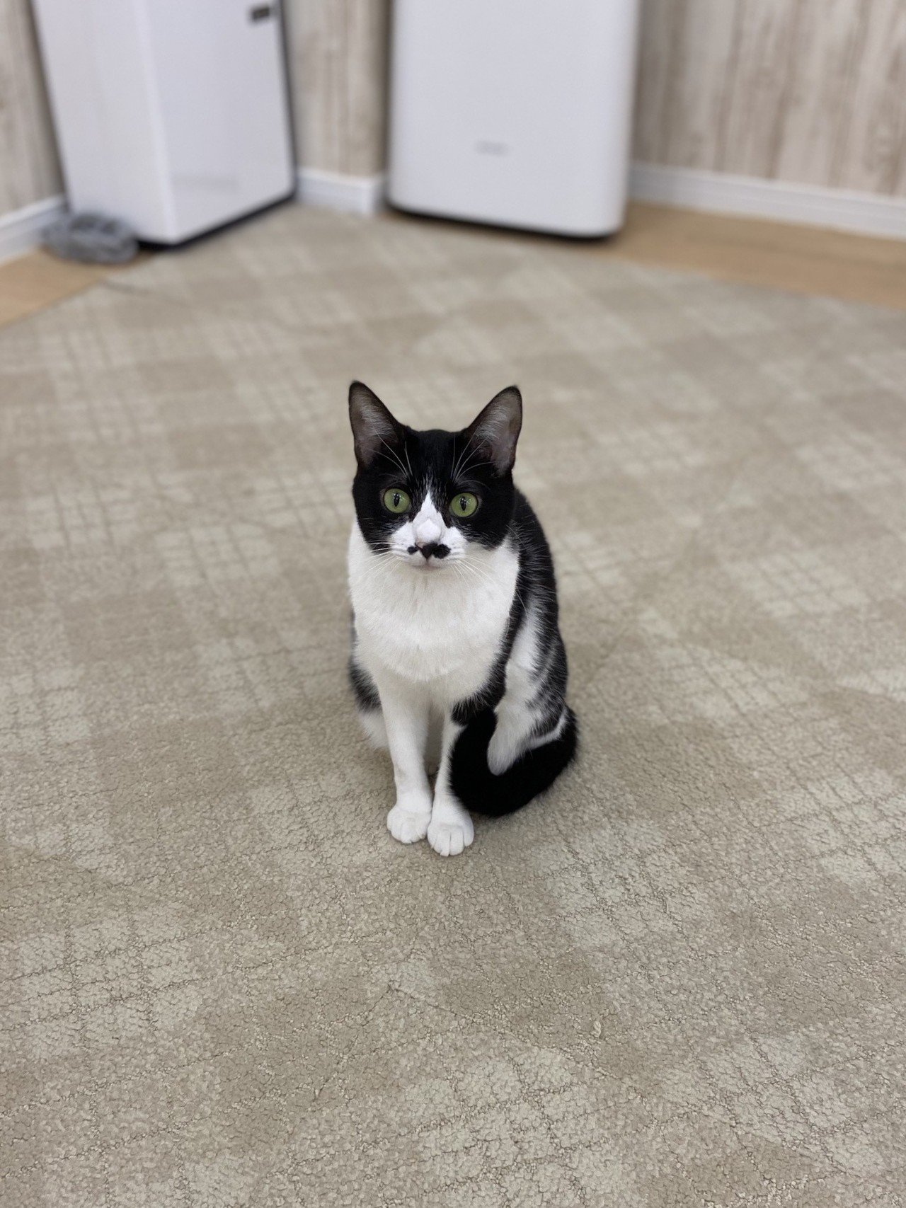 蒲田店 リエちゃんの日常 おうちでにゃんくる 譲渡型猫カフェにゃんくる Note