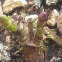 ホップの育て方と作業一覧 花の館の植物の育て方 Note