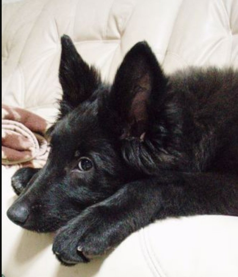 ようこそ 犬語の世界へ その行動は犬のわがままなのか Hechimaco Note