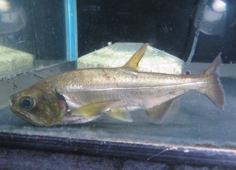 亀とか鰐とか みたいな熱帯魚 チャッキー Note