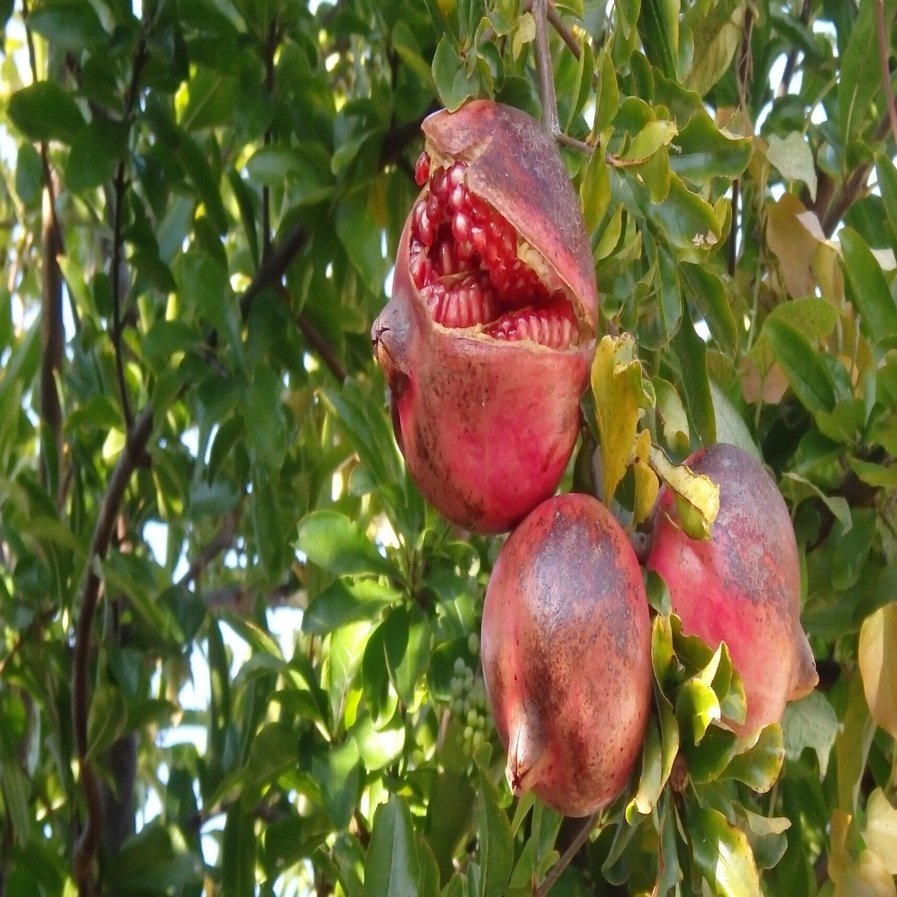 3行日記「熟した柘榴の実、だけど・・・」｜ともた