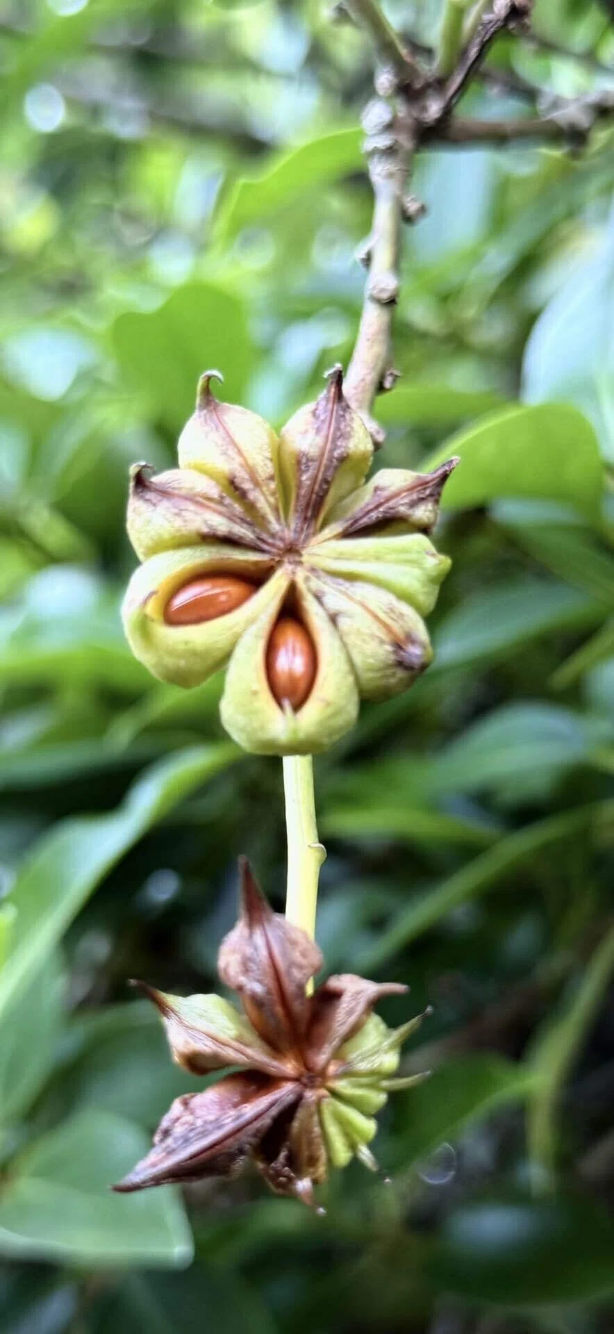シキミ 鹿の食害から身を守る植物シリーズ ⑥|EGGSEED
