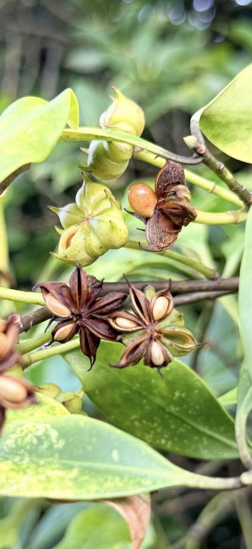 シキミ 鹿の食害から身を守る植物シリーズ ⑥|EGGSEED