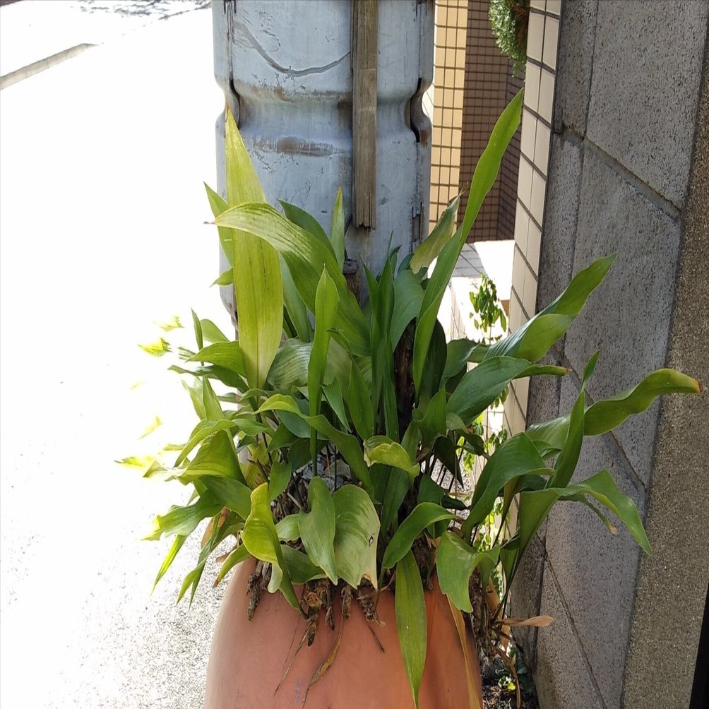 プランターだと思ったら｜こひろ@こぎん刺しのテディベア作家kogin