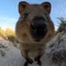 KU-CHAN THE QUOKKA