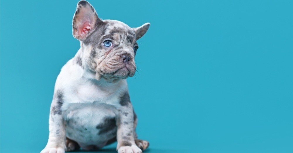 🐾【警鐘】フレンチブルドッグの“レアカラー”に騙されないで！〜FCIが
