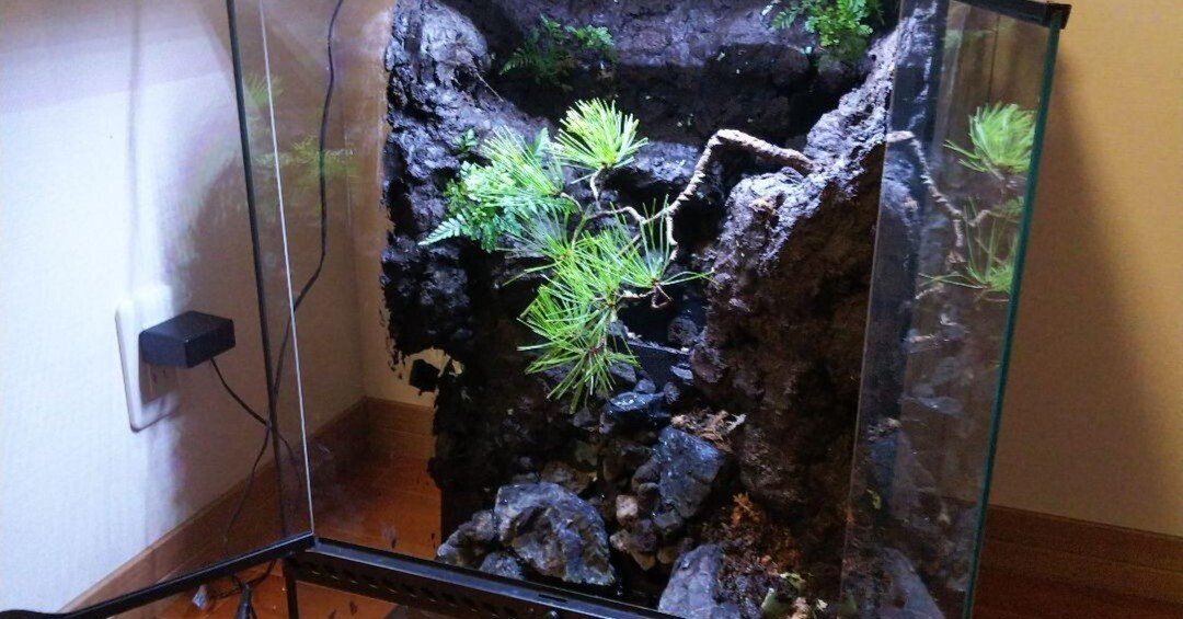 BIGなアクアテラリウムを創るという冒険｜苔之介