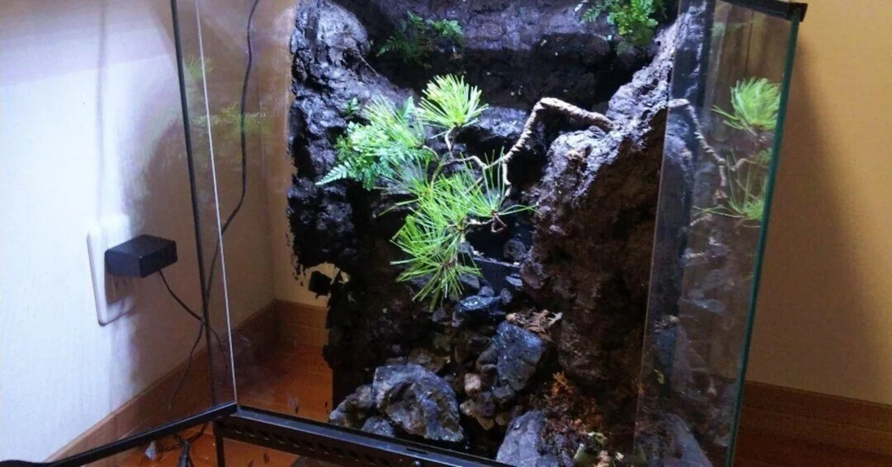 BIGなアクアテラリウムを創るという冒険｜苔之介