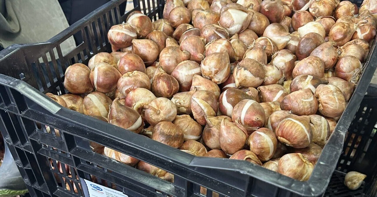 農家の冬支度】オランダから2万球🌷チューリップの皮むきをしました