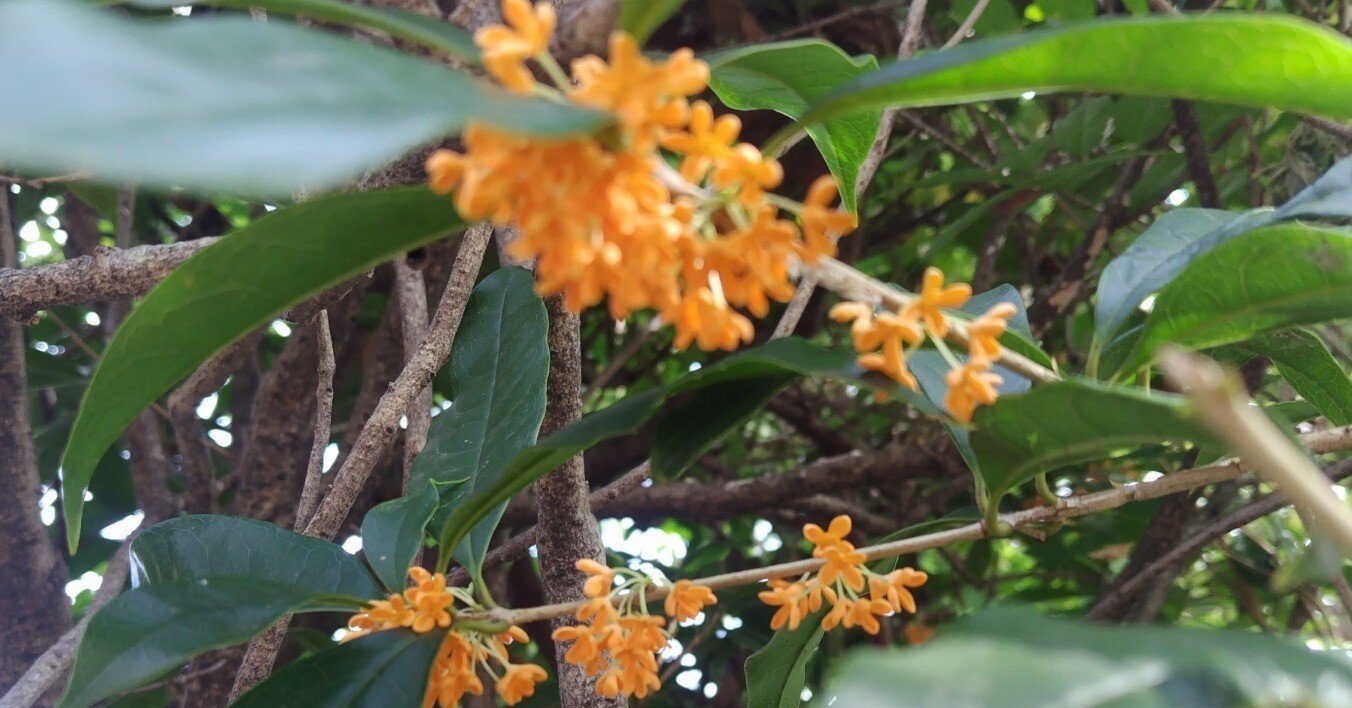 今日の花＃47 キンモクセイ香る｜ジャスミンティータイム