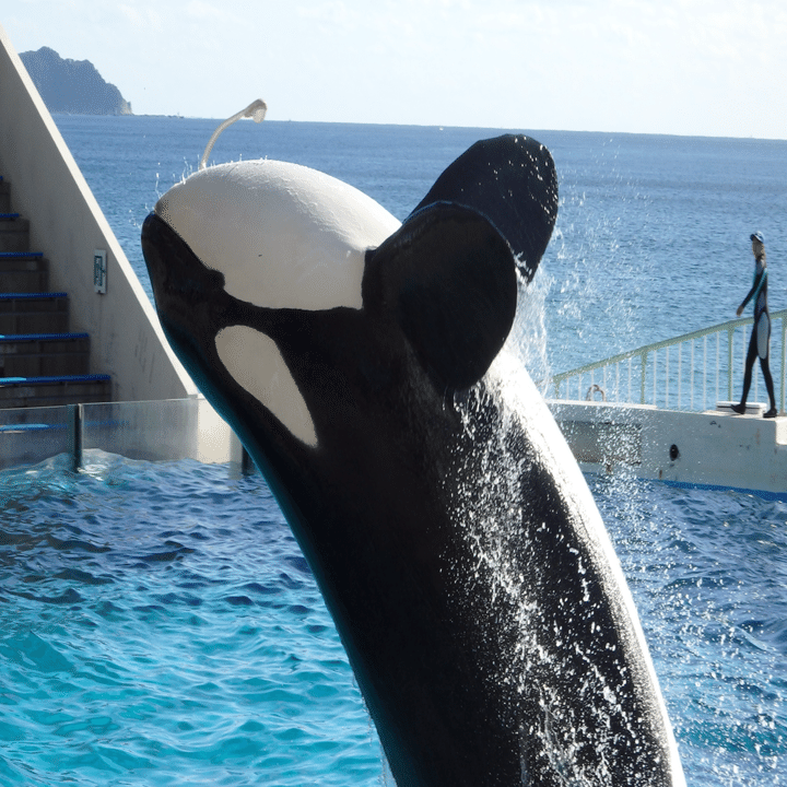 秋のシャチ活@鴨川シーワールド｜ジョルジョ・ウッチェリ