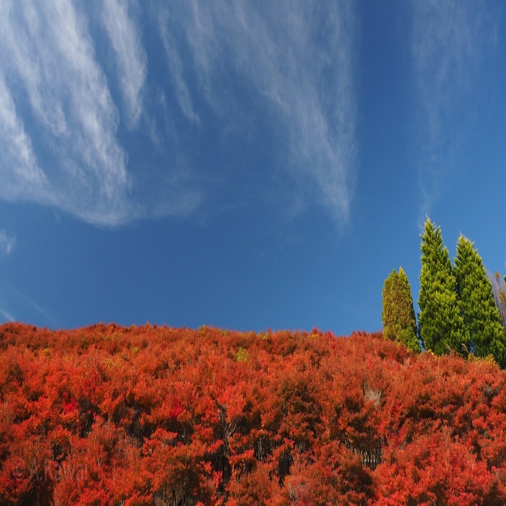 宮ケ瀬湖畔・鳥居原園地のドウダンツツジ－神奈川の風景など｜かわいあきら
