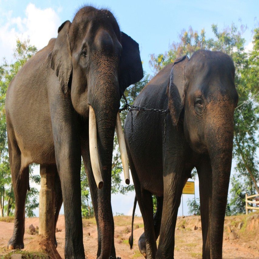体験レポート ランプンウェイカンバス国立公園でゾウと人間のリアルを見た パンダトラベル Pandabus Note