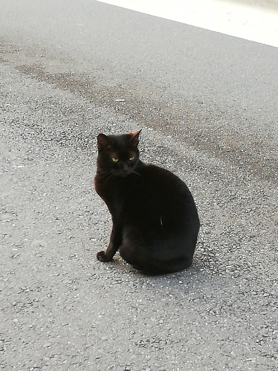 特別企画】ほんのハッピーセット、新作絵本「ぽんぽのだいじなともだち」＆ミニ図鑑「くらべる図鑑／生き物編」を一足先に読んでみた！  元気がでないときに読みたい“たぬきの友情の物語”が新登場 - HOBBY Watch マクドナルドハッピーセット本, image size:960x1280