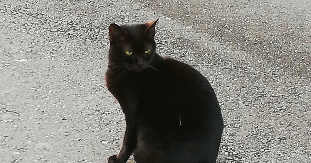 犬好きの人と猫好きの人の性質の違い｜平井“ファラオ”光🤠普通アカウント, image size:1280x670