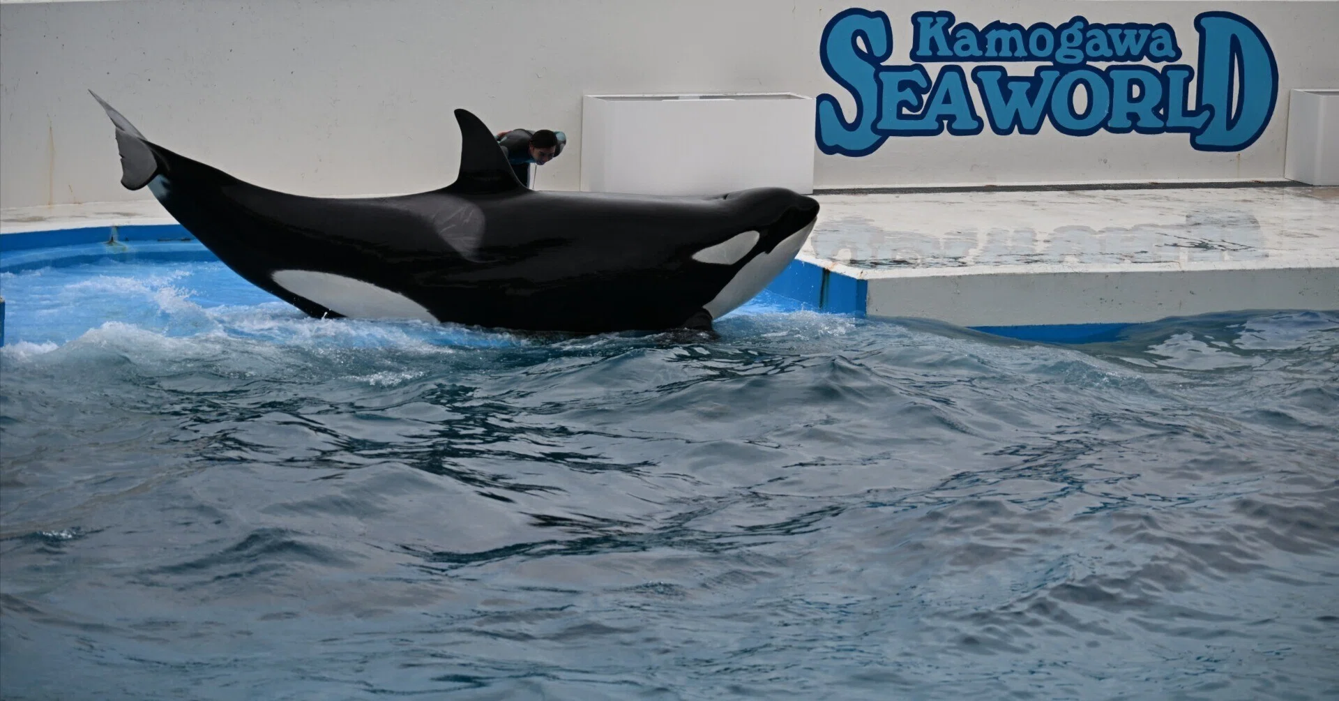 20251102_鴨川シーワールド【Nikon Z50IIと水族館】｜山ネズミ