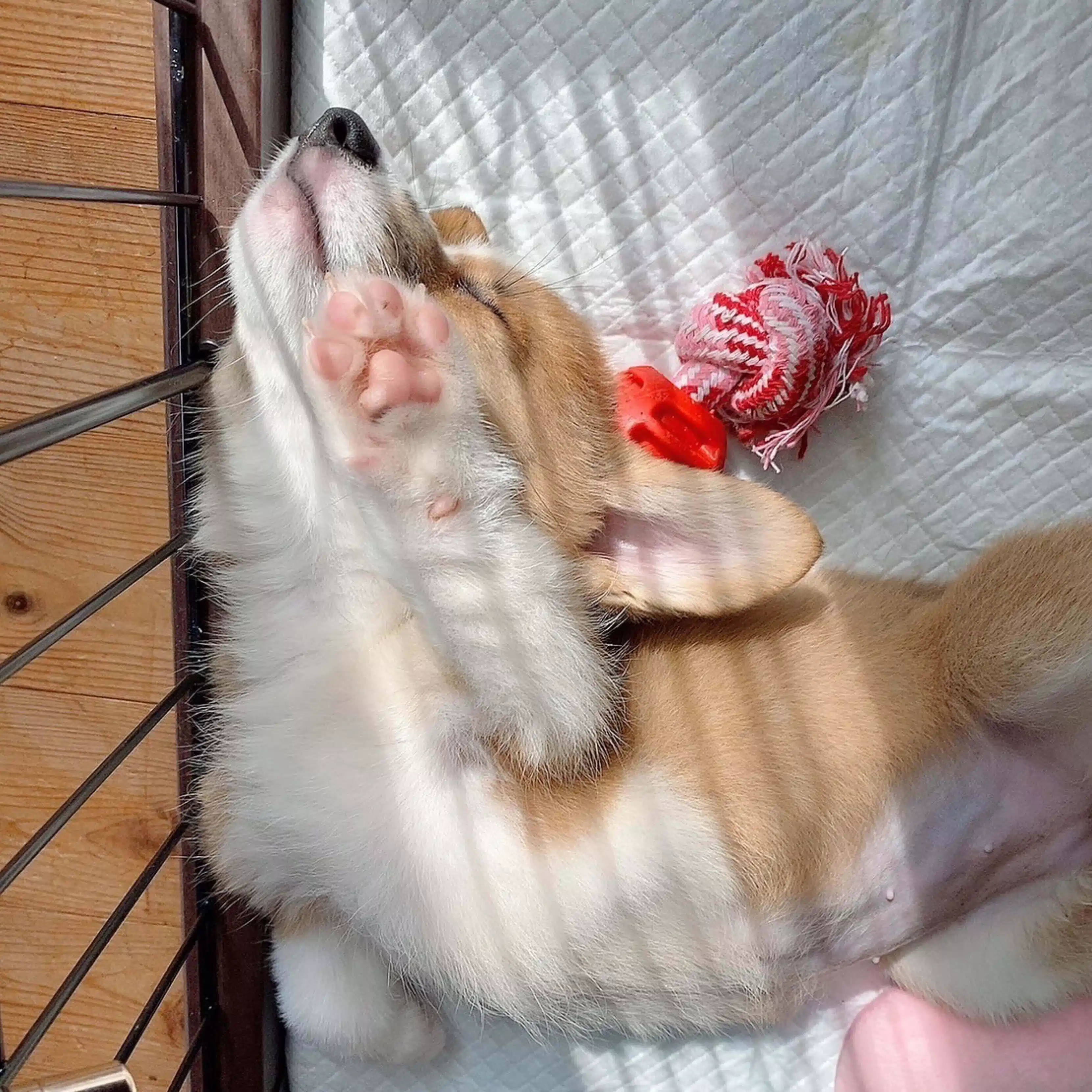 まるまる