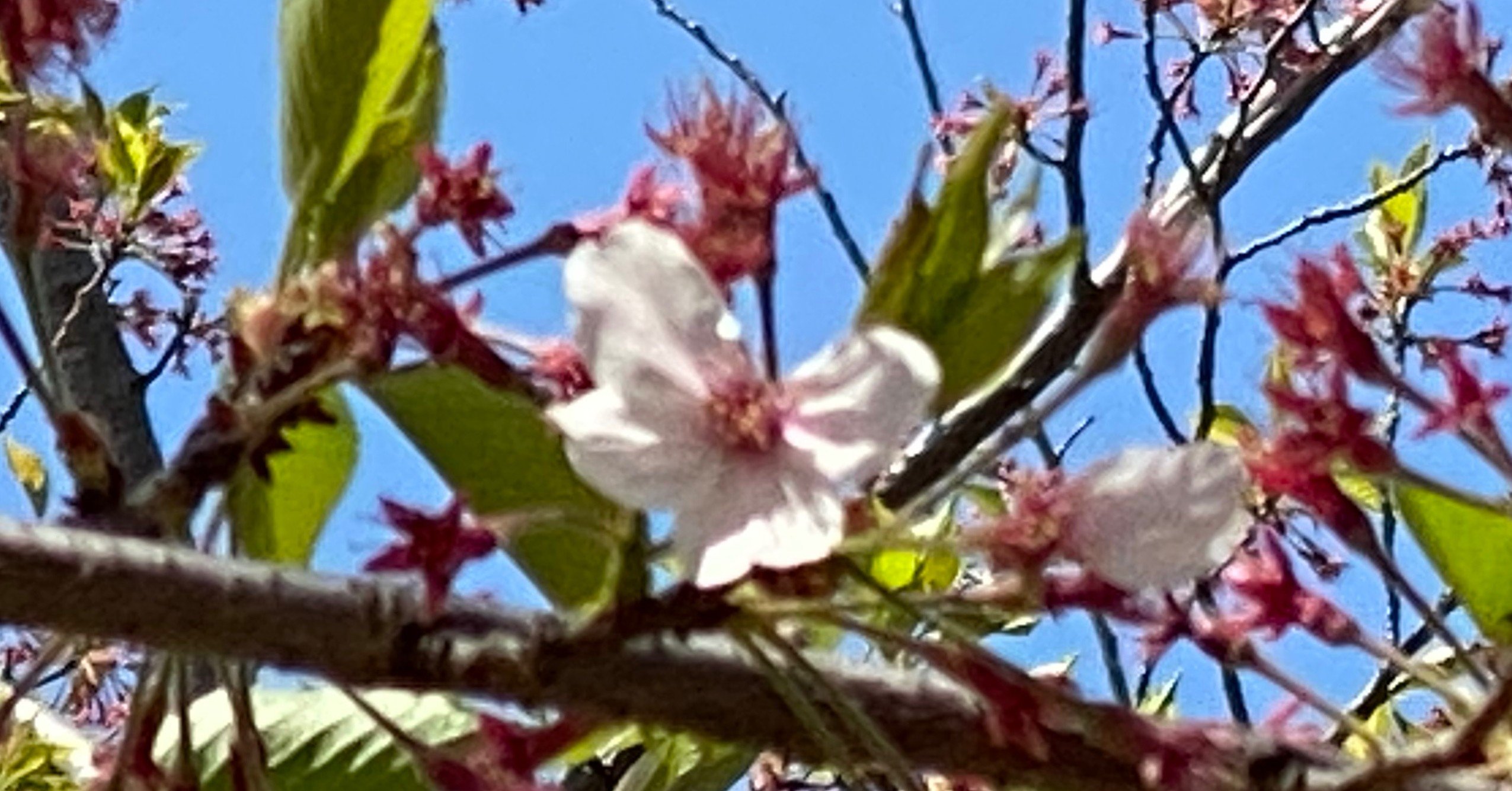 葉桜もオツです 村木藤志郎 Note