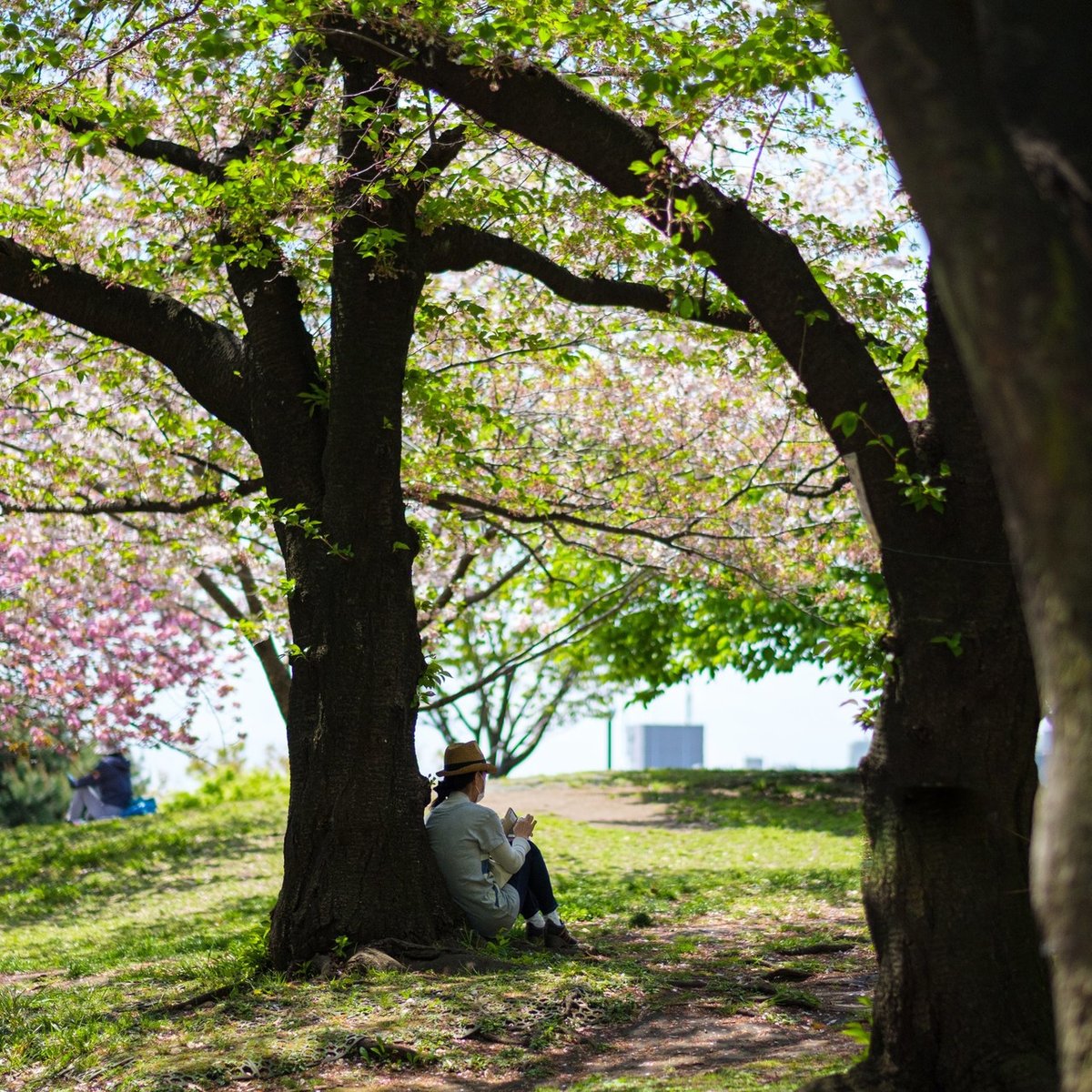 20年04月11日-1145 西郷山公園03