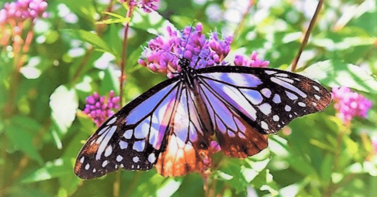 １１月４日２１時、メディシノバは、昨日のナスダックも、今日の東京市場も、｜kuronekomarimo