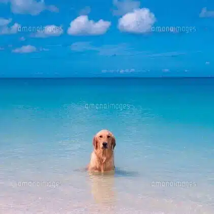 あおや