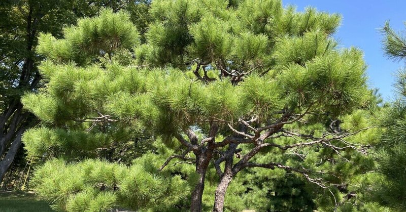 文系新卒でSESは今の時代大変だと思う。AIでハイパフォーマンスとか求めすぎでは