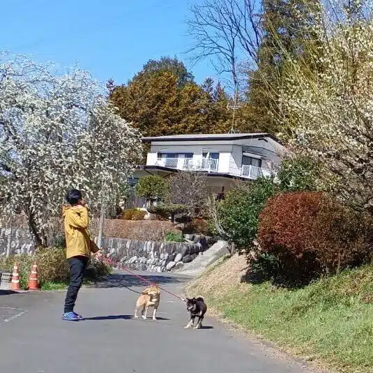 もさお
