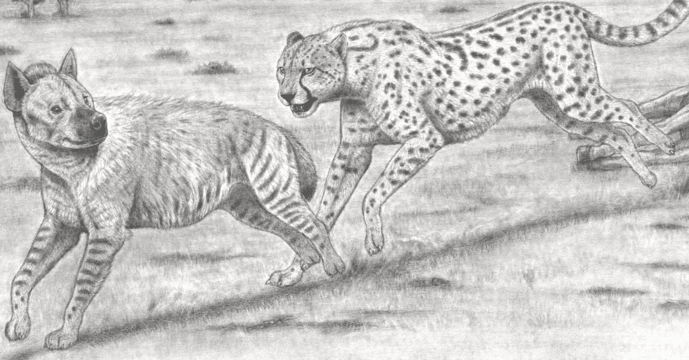 美獣〉 チーターの史上最大種 ➡『コロッサル・チーター