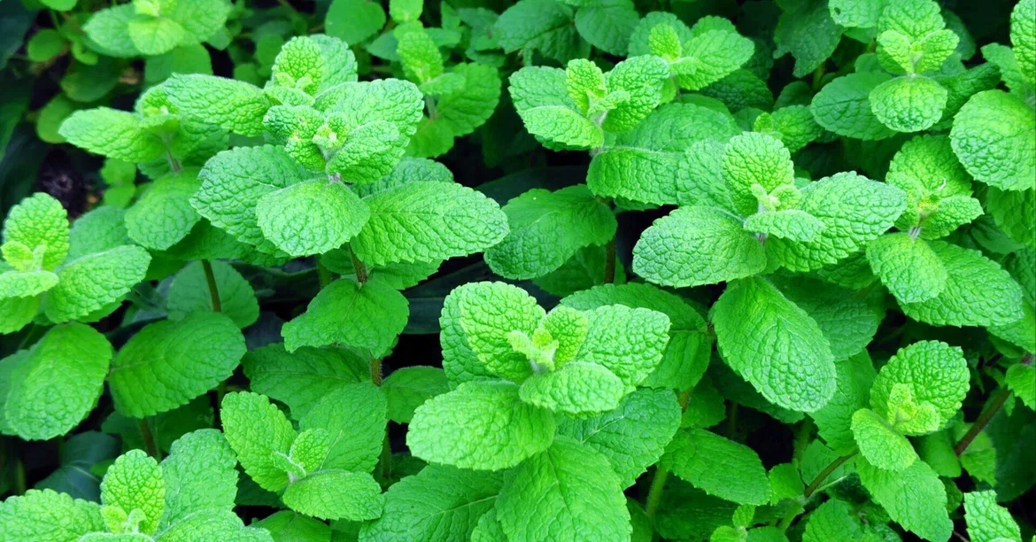 Cover Note Type The 'Mint Terror' You Unknowingly Commit: What 'Cute Herbs' Ask About ...