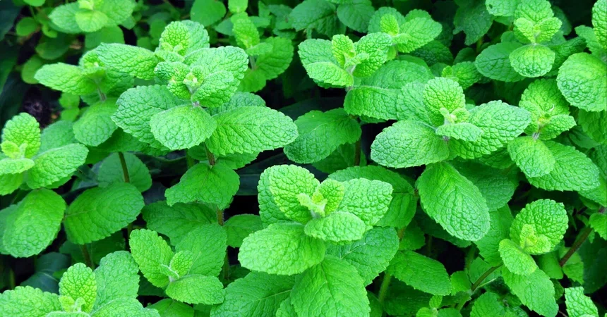 Cover Note Type The 'Mint Terror' You Unknowingly Commit: What 'Cute Herbs' Ask About ...