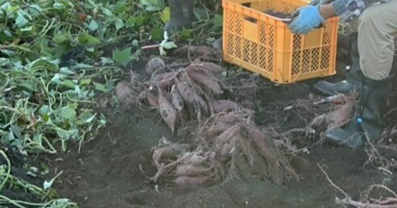 A Diary from Sometime: Potato Digging as Labor｜真綿いぬ
