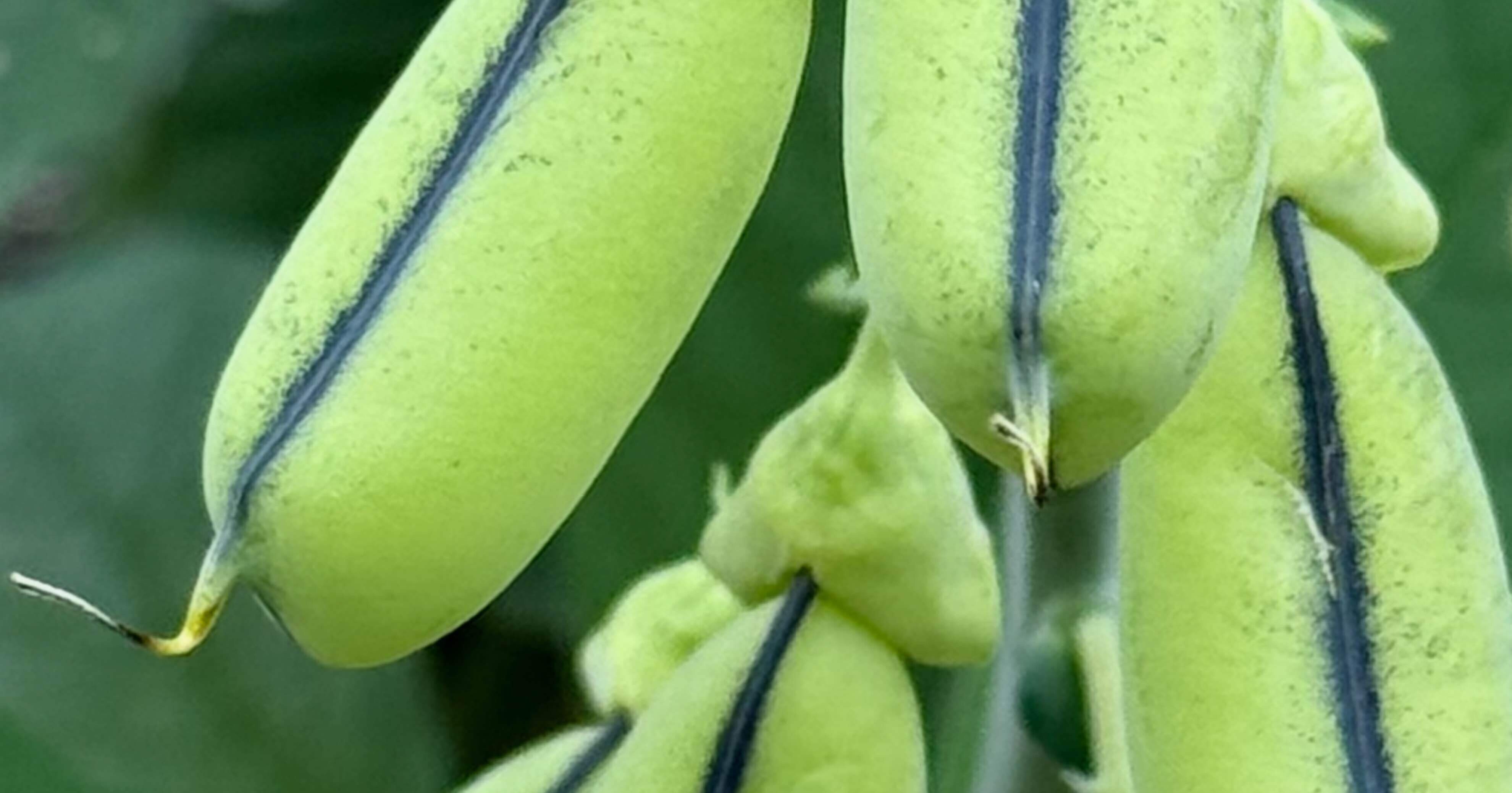 コガネタヌキマメ 鞘の中の豆がカラカラ音を立てる可愛い豆、なのだが