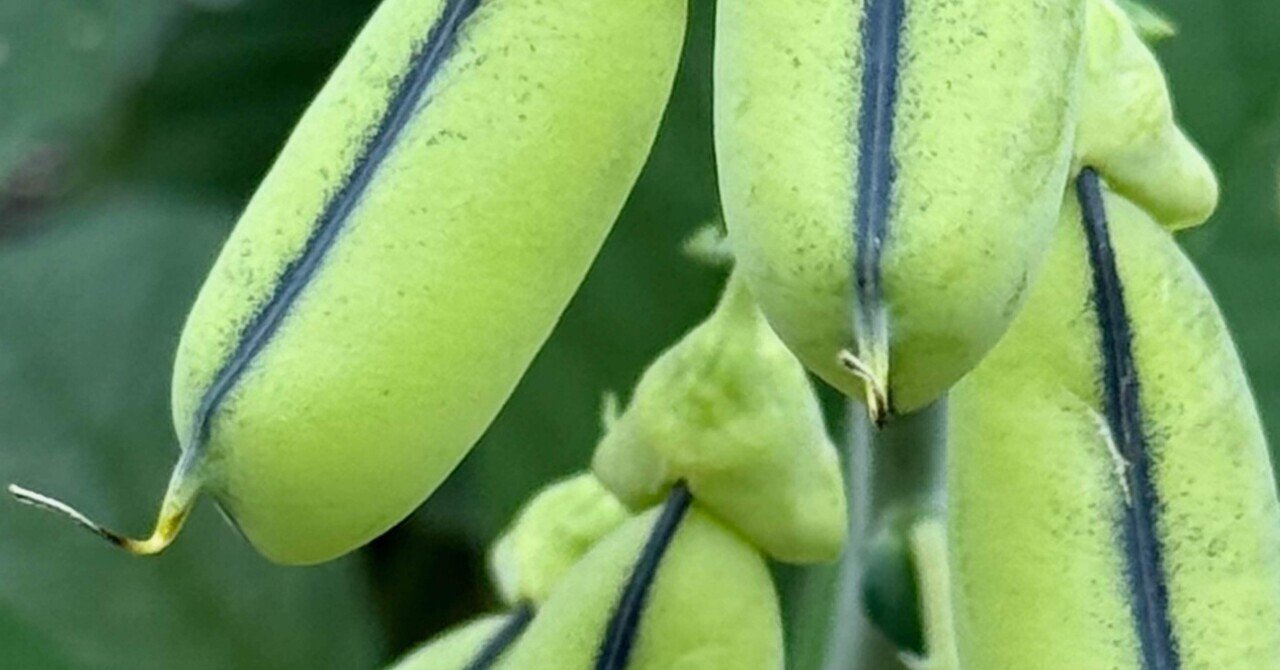 コガネタヌキマメ 鞘の中の豆がカラカラ音を立てる可愛い豆、なのだが