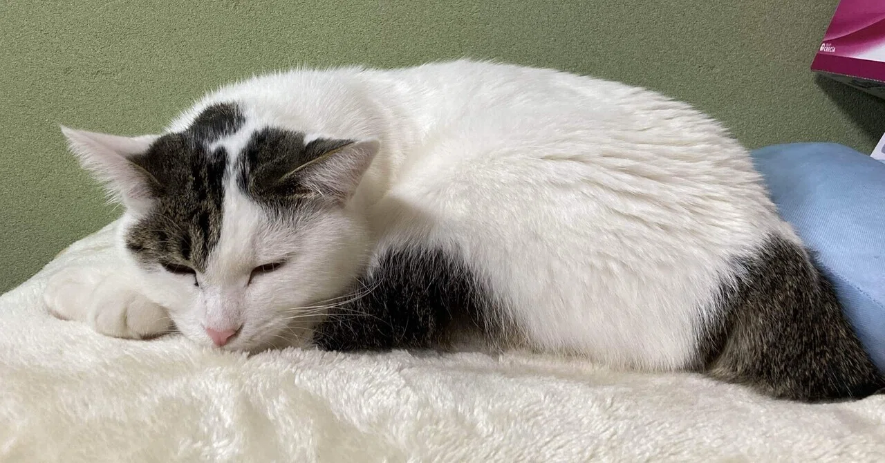 猫たちの個性的な耳と尻尾は”みんなちがってみんないい”。｜猫様とごはん