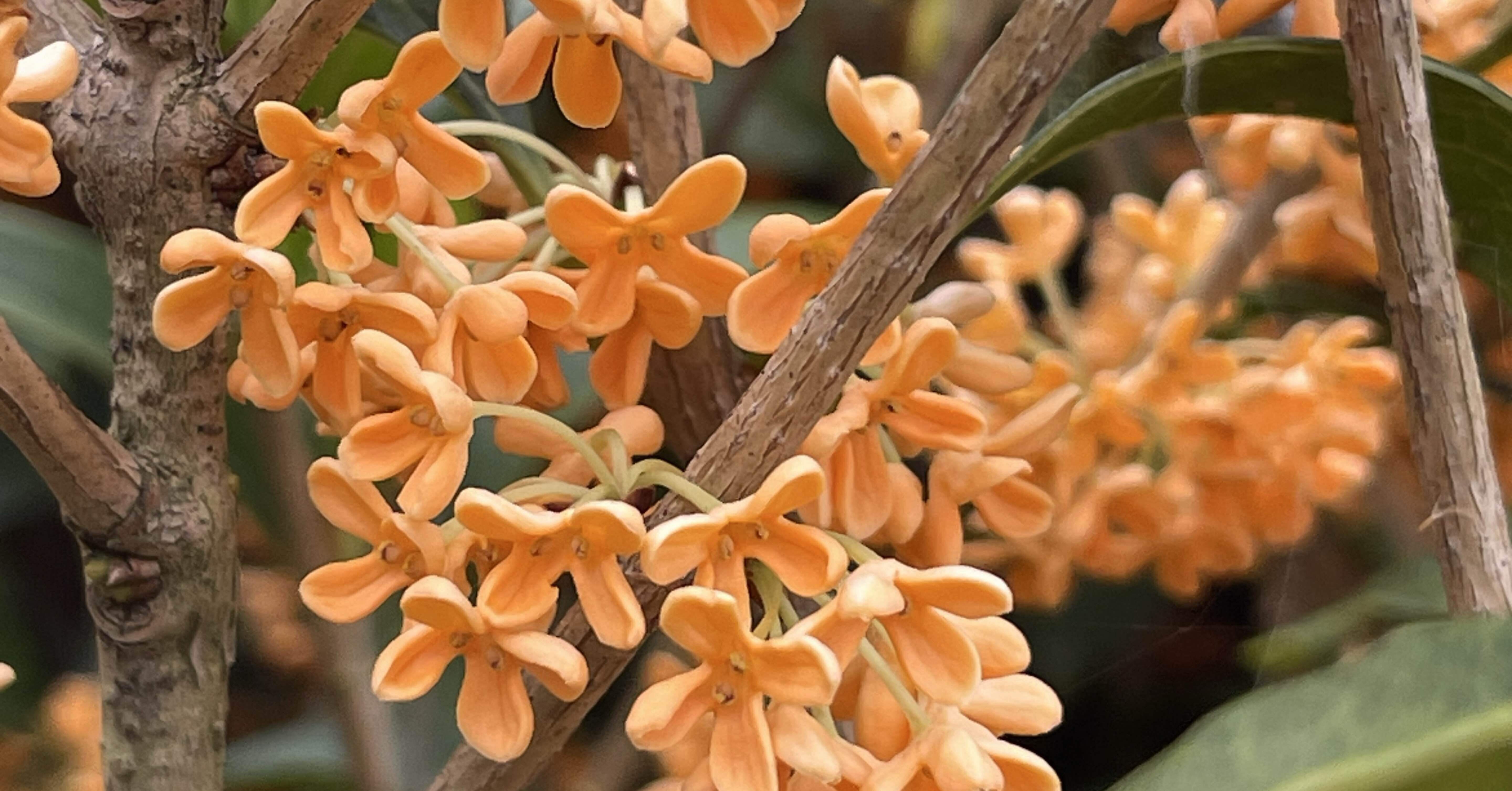 金木犀の花 満開！金木犀を楽しもう！｜Happy☆Smile 自然療法アニマル