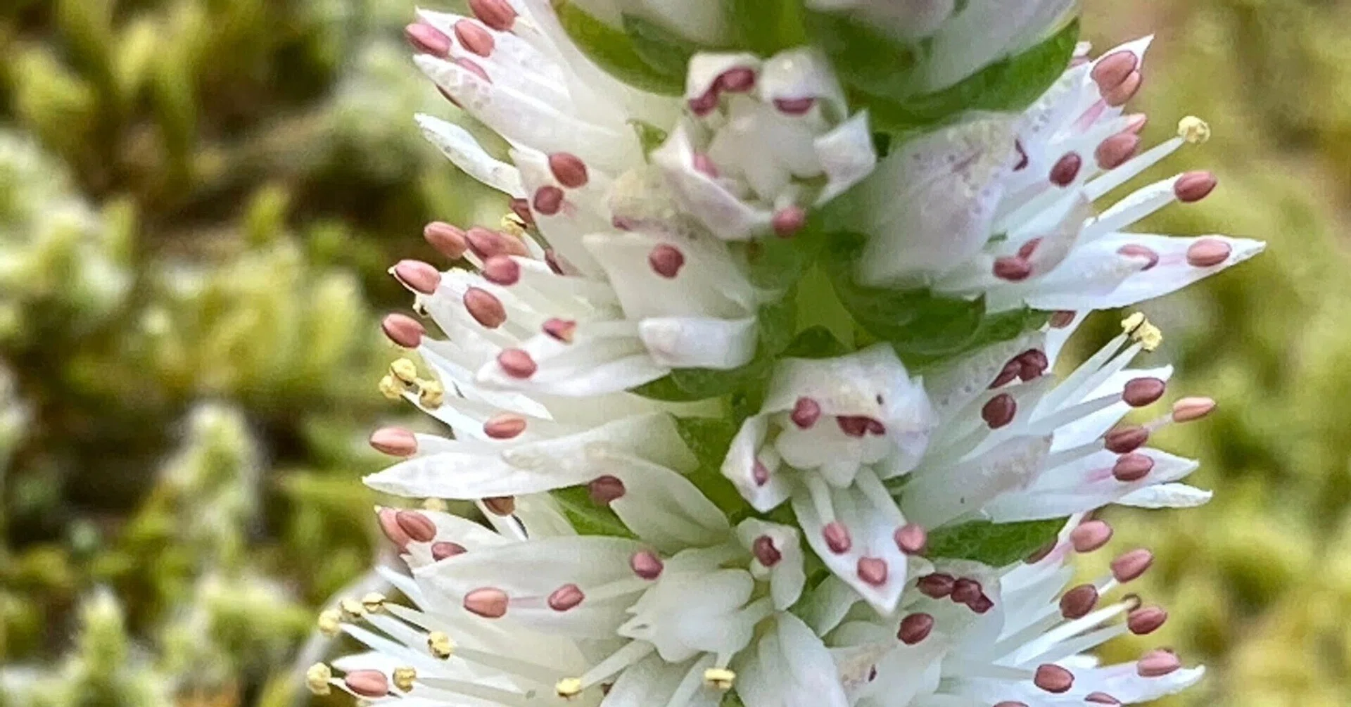 山野草 高山植物 北海道道東産 キバナノアツモリソウ 花芽1・葉芽3