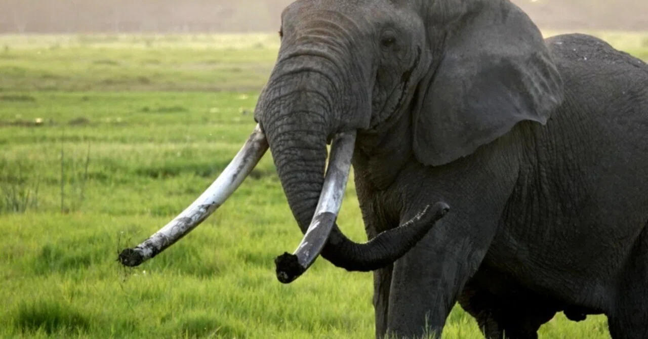 巨大な牙を持つアフリカゾウ＝スーパータスカーに会うには？｜武田ちょ